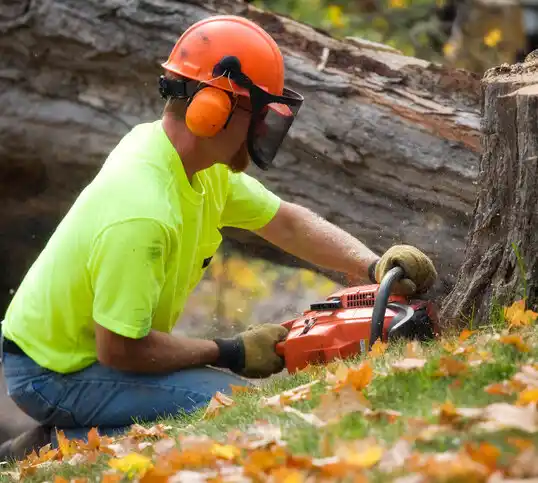 tree services Jefferson Valley-Yorktown